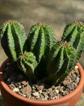 Euphorbia polygona