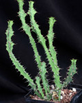 Euphorbia pseudoburuana