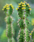 Euphorbia pseudocactus