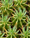 Euphorbia pulvinata