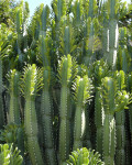 Euphorbia royleana