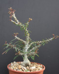 Euphorbia sakarahaensis