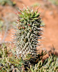 Euphorbia schoenlandii