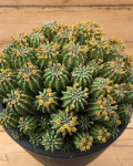 Euphorbia sepulta