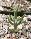 Euphorbia spinea