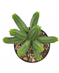 Euphorbia tubiglans