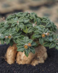 Euphorbia tulearensis