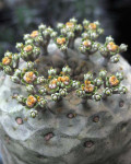 Euphorbia turbiniformis