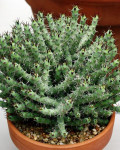 Euphorbia umbonata