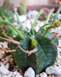 Euphorbia valida