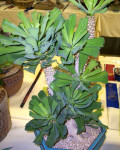 Euphorbia venenifica