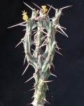 Euphorbia xylacantha