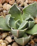 Faucaria Bosscheana