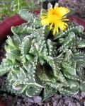 Faucaria Felina