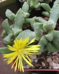 Faucaria Nemorosa