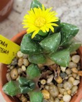 Faucaria Subintegra