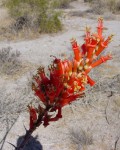 Fouquieria Splendens