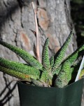 Gasteria Carinata