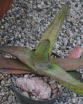 Gasteria Croucheri