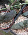 Gasteria Ellaphieae