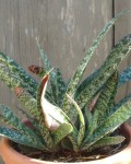 Gasteria Excelsa