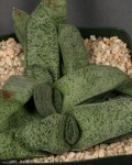 Gasteria Glauca