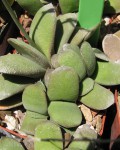 Gasteria Glomerata