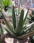 Gasteria Nitida