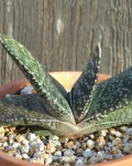 Gasteria Pillansii