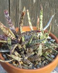 Gasteria Pulchra