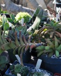 Gasteria Rawlinsonii