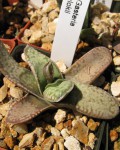 Gasteria Vlokii