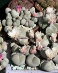 Gibbaeum Album