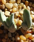 Gibbaeum Angulipes