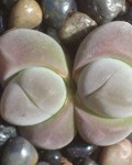 Gibbaeum Dispar