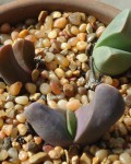 Gibbaeum Esterhuyseniae