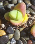 Gibbaeum Gibbosum