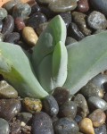 Gibbaeum Haagei