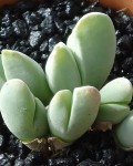 Gibbaeum Haaglenii