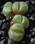 Gibbaeum Johnstonii