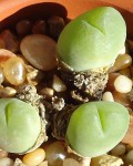 Gibbaeum Nuciforme