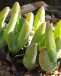 Gibbaeum Pachypodium