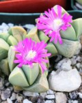 Gibbaeum Petrense