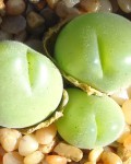 Gibbaeum Pilosulum