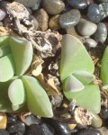 Gibbaeum Velutinum