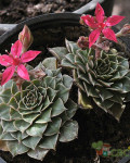 Graptopetalum bellum