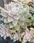 Graptopetalum bernalense