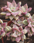 Graptopetalum 'Claret'