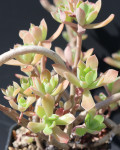 Graptopetalum fruticosum