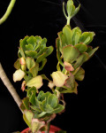 Graptopetalum grande